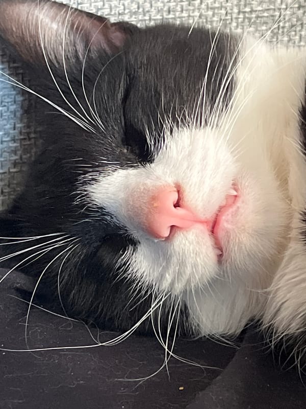 Domestic cats documented resting indoors in Russia