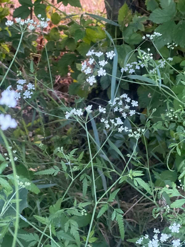 Wildflower and grassland plants up close in Bârnova, Romania