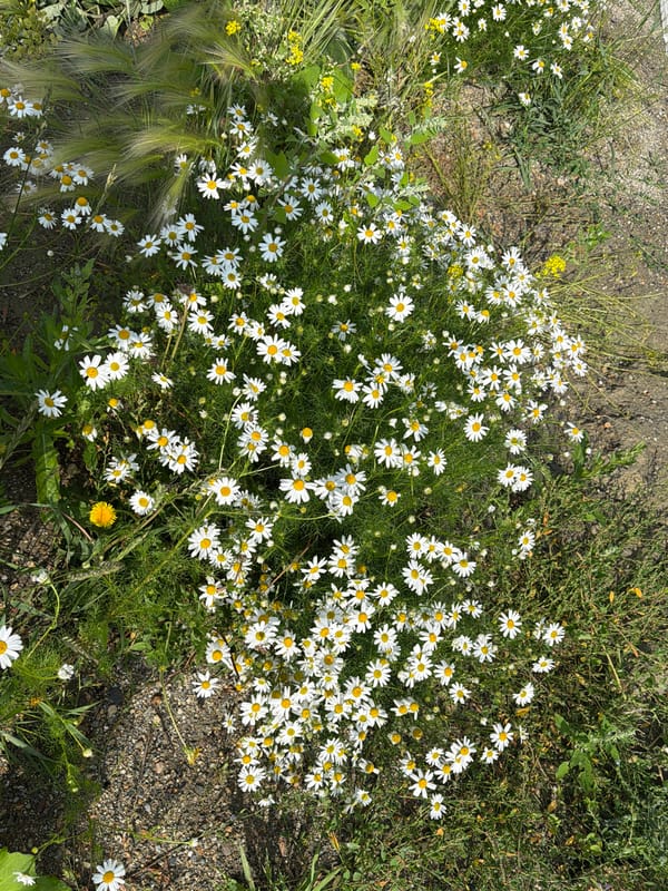 Cats at rest and daisies in bloom, a quiet morning in