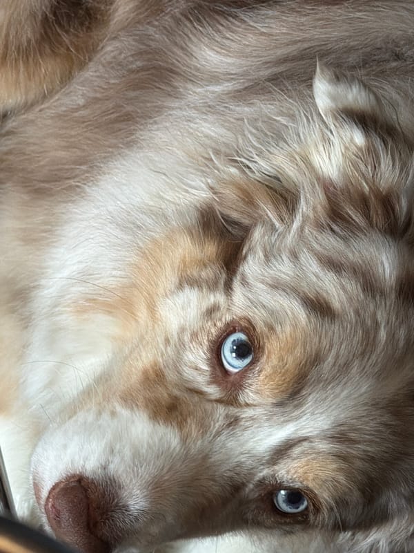 Australian Shepherd photographed in Laval, Canada