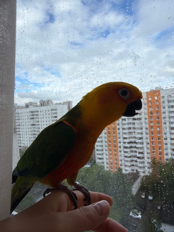 Morning domestic scenes with pet parrot captured in Khimki