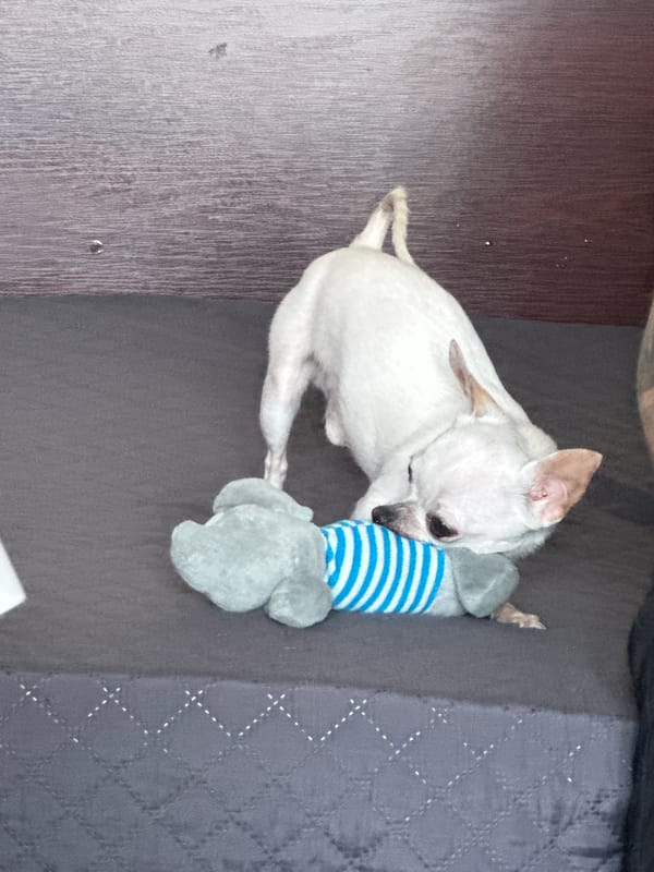 Man plays with white Chihuahua during morning in Bulgaria