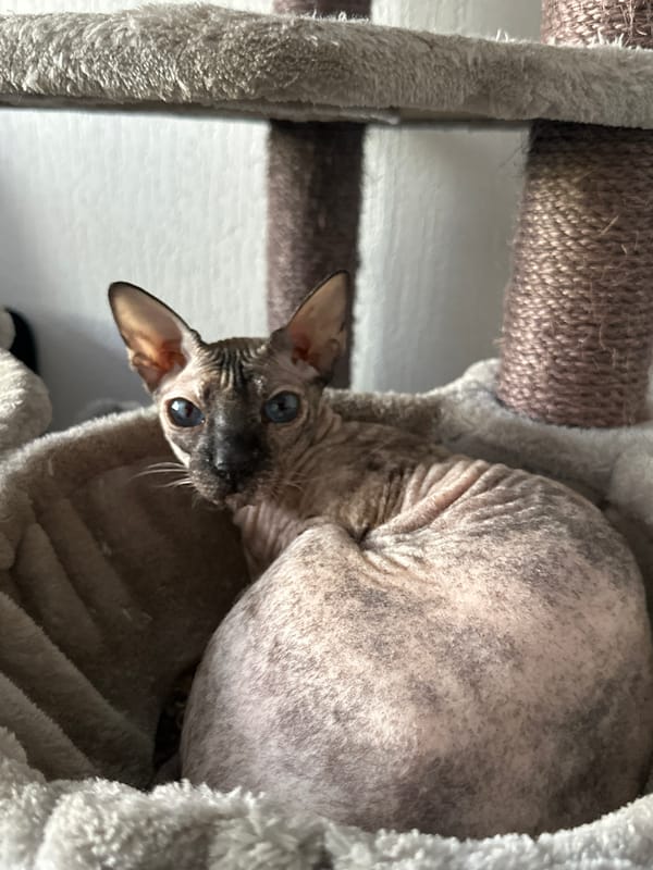 Sphynx cat spotted resting in Rotterdam cat tree