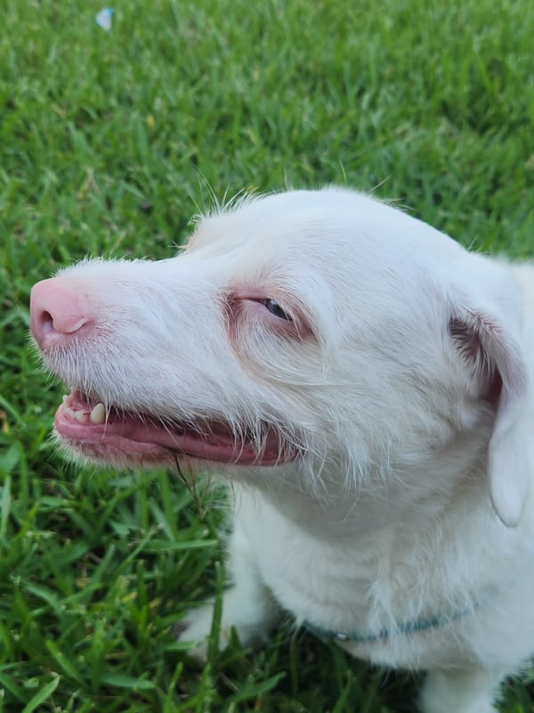 White dog and backyard botanicals, Altamonte Springs afternoon