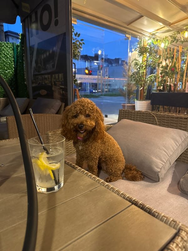 Brown poodle visits outdoor cafe in Sofia during evening