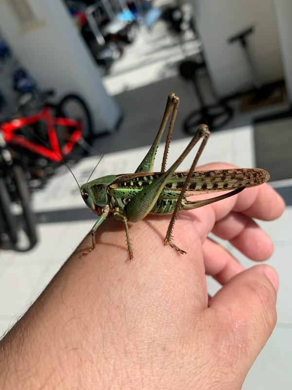 Green katydid handled and examined up close in Kropotkin