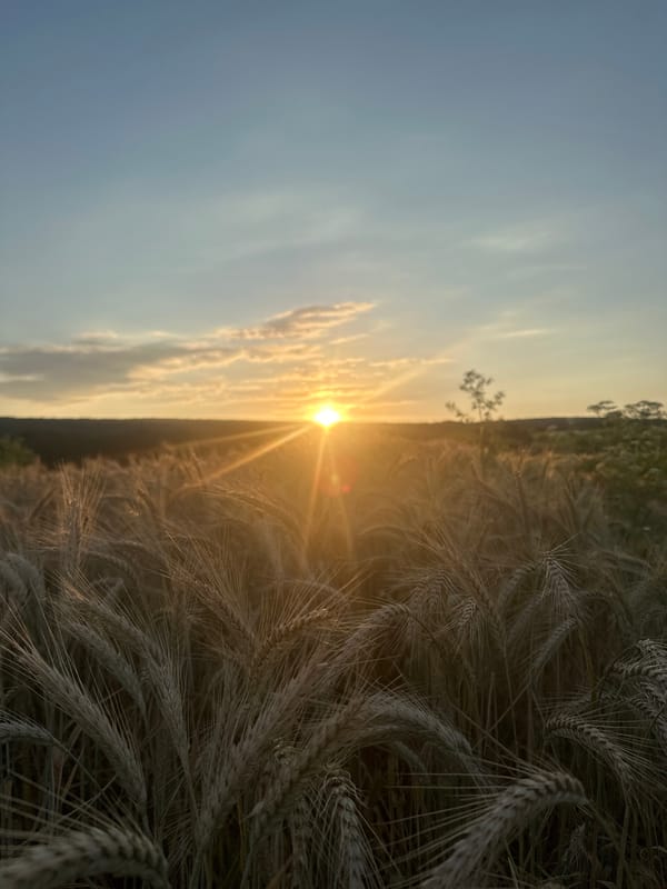 Golden hour across a ripe wheat field in rural Moldova