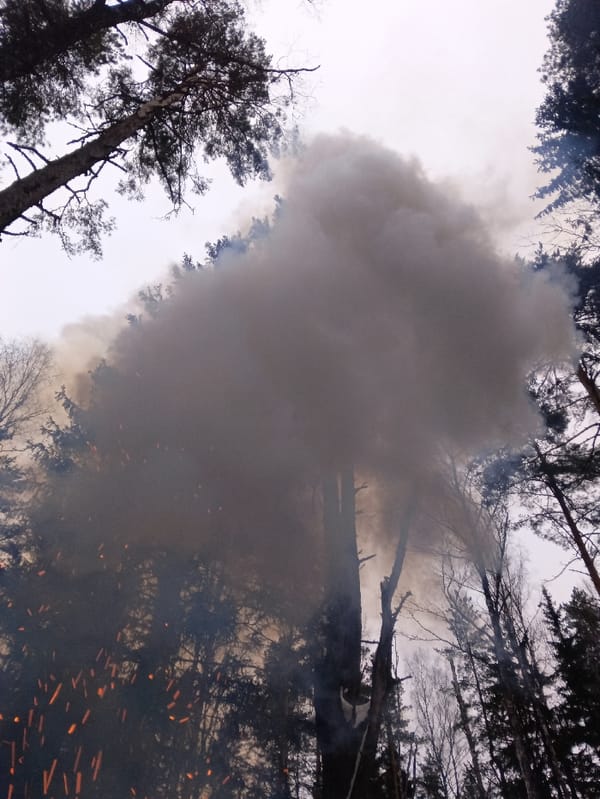 Bonfire burns in snowy Russian forest near Красный Маяк