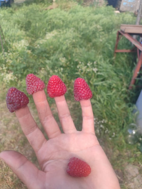 Backyard harvest, garden pollinators, and dogs at rest
