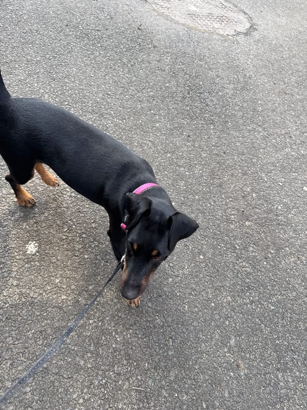 Leashed dog with pink collar spotted in Burgas