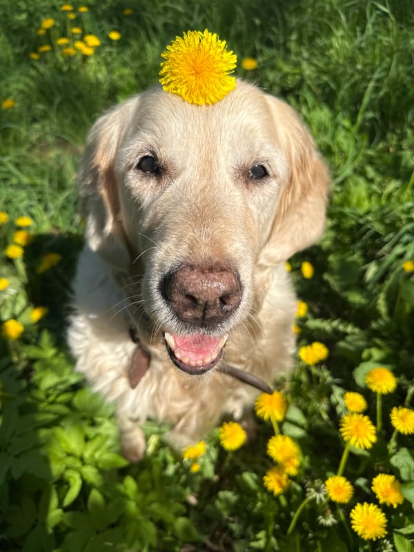 Golden retriever enjoys spring morning in dandelion field