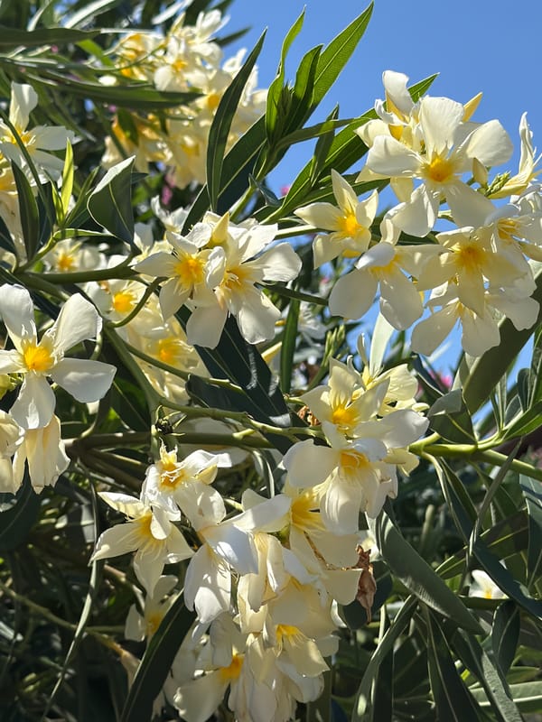 Flowers and palms in a Rome garden, midsummer morning