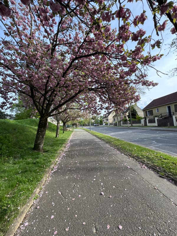 Cherry tree blooms observed in Noisy-le-Grand, France
