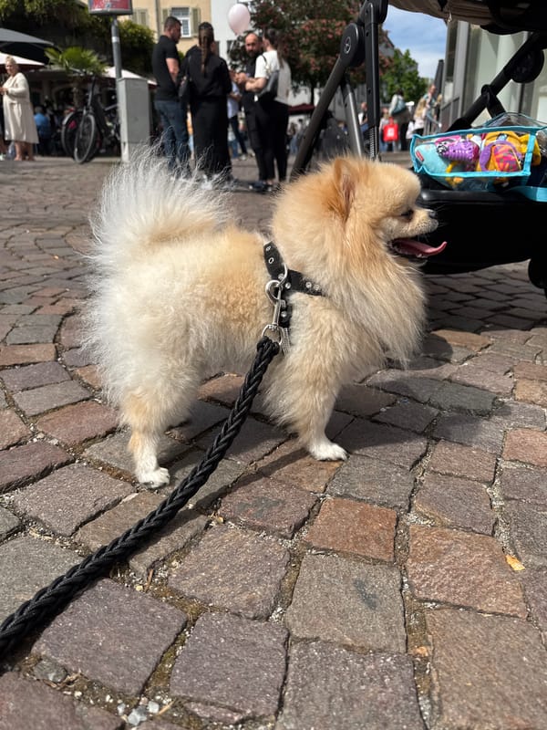 Pomeranian dog spotted around Bietigheim-Bissingen town center