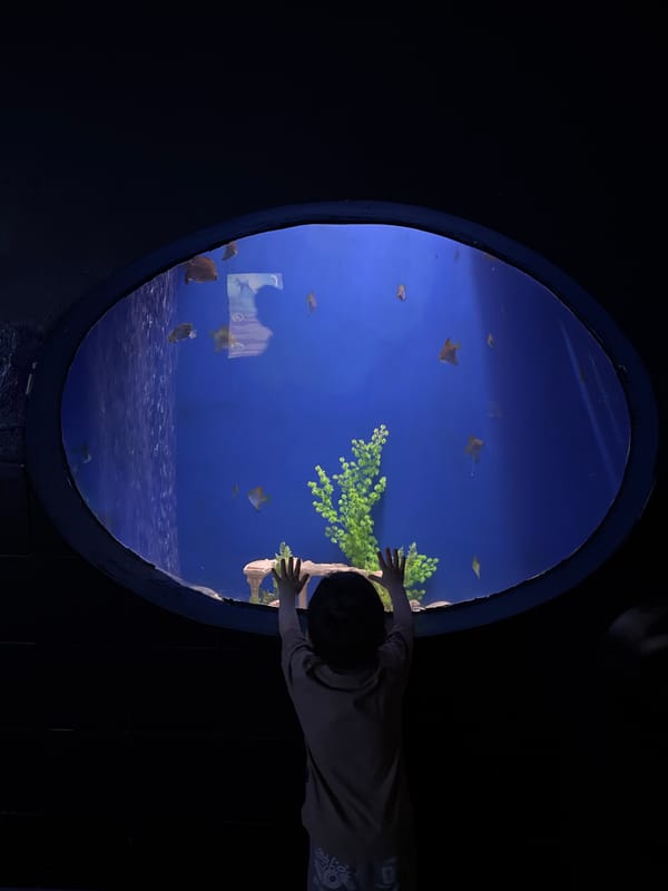 Mermaid performers entertain visitors at Sochi aquarium marine exhibits