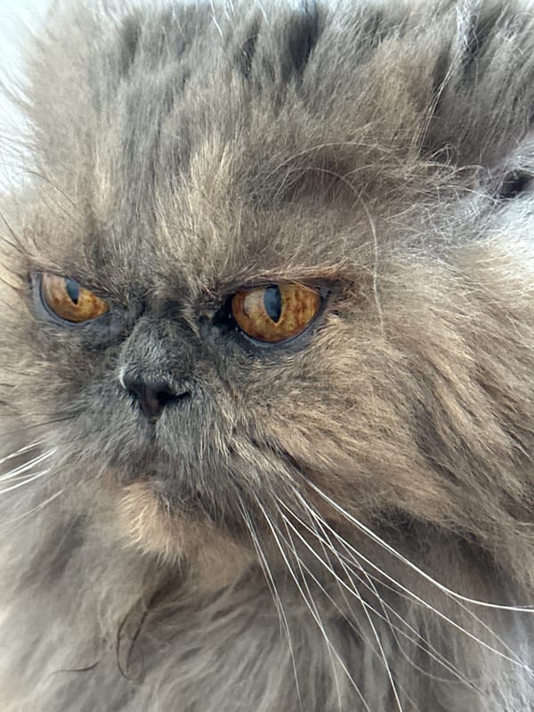 Morning cat portraits and peonies in Chaikovsky, Russia