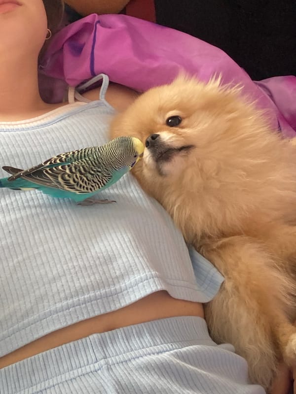 Morning pet moments captured: dog cuddling and budgerigar perching