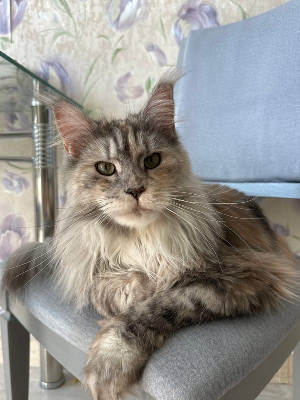 Maine Coon cat and morning oatmeal, Kaliningrad