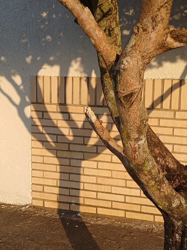 Nature documentation captured in Ciudad Guayana over four minutes