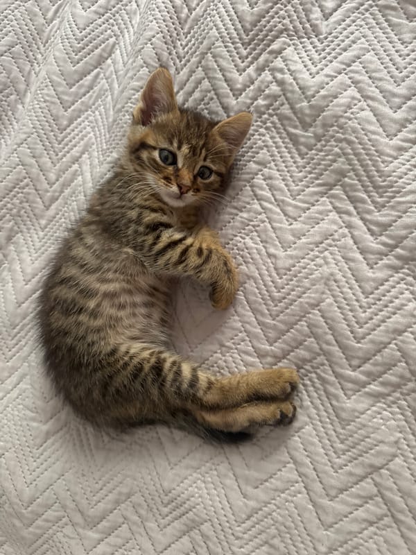 Tabby kitten photographed resting on quilted surface in Bulgaria