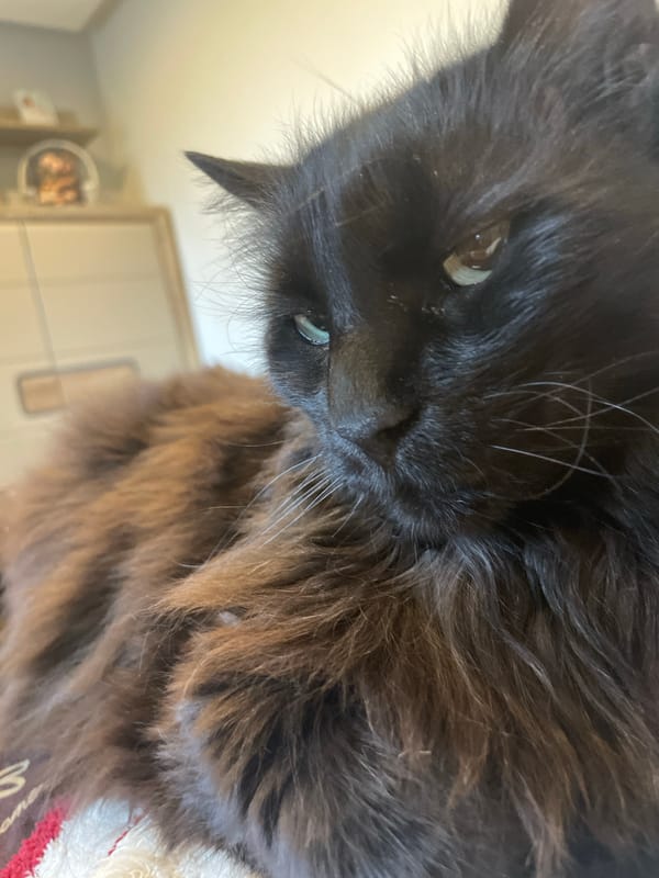 Black cat spotted in early morning Sofia