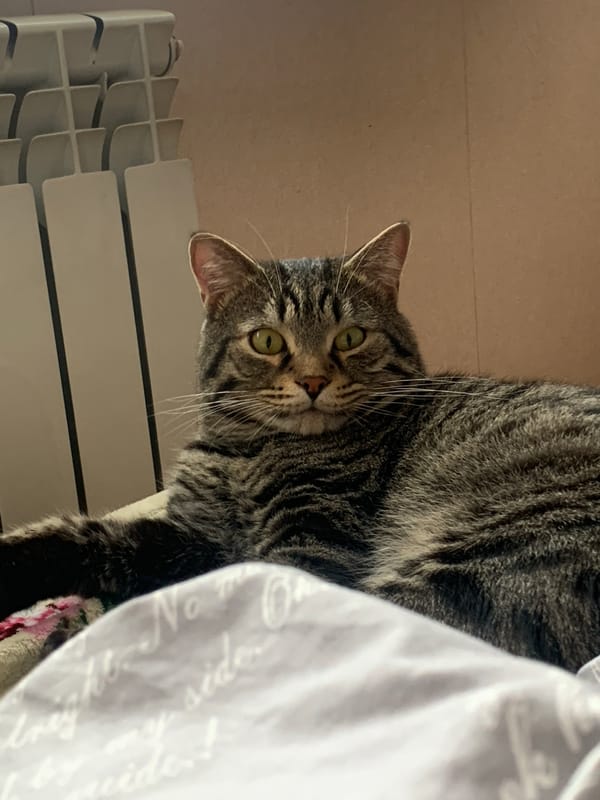 Tabby cat's afternoon routine documented in Stavropol home