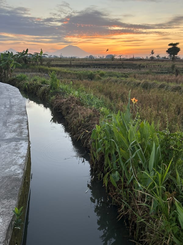 Sunrise over rice fields and banana groves in rural Mengwi