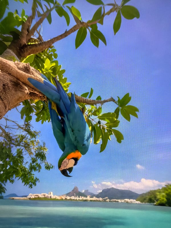 Plovdiv witness documents tropical scenes and exotic wildlife imagery