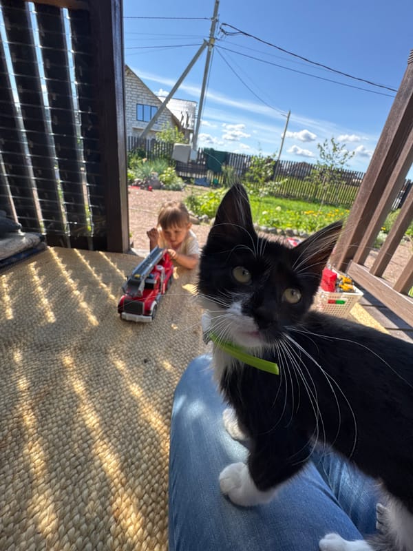 Backyard afternoon: kitten, dog, and toy cars in Kempelevo