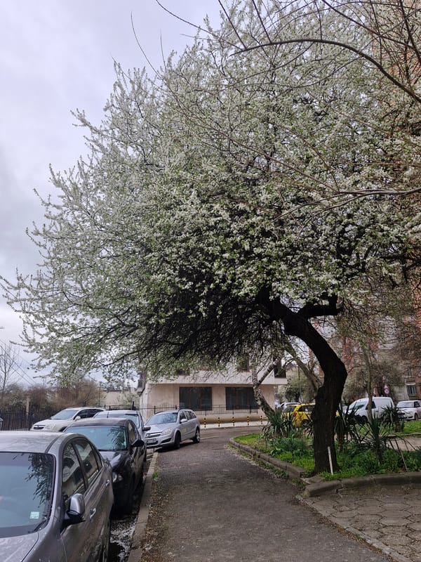 Spring blooms captured on Sofia street
