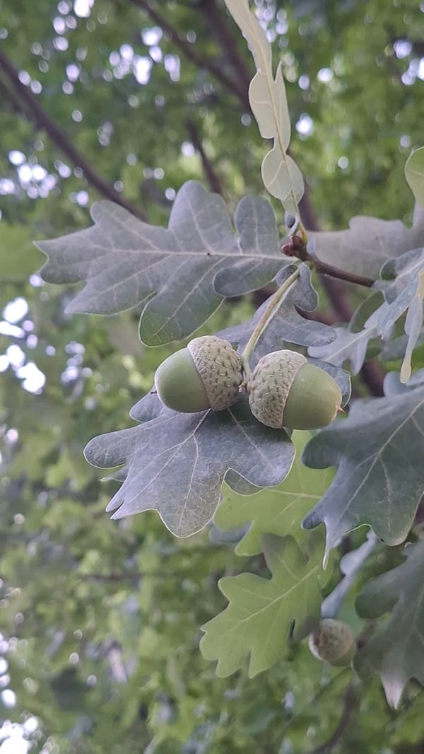 A Shymkent park afternoon: water features, wildlife, and blooming flora