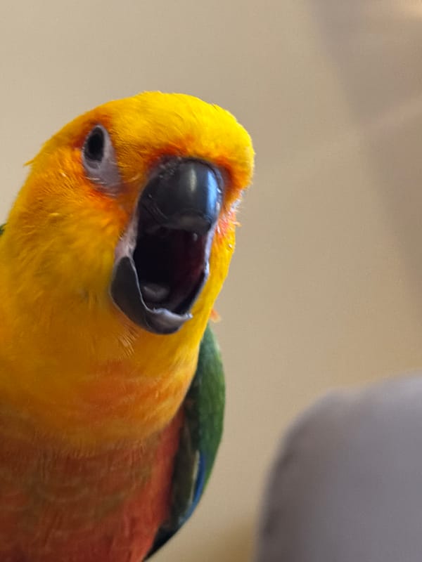 Sun Conure parrot interactions and selfies in Khimki