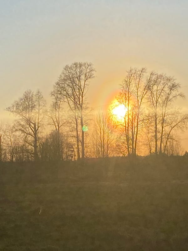 Witness documents sunset landscape through bare trees in rural Russia