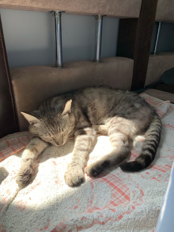Tabby cat sleeps in the sun at a Zamostia home