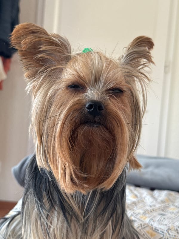 Yorkshire Terrier with green hair tie rests on bed