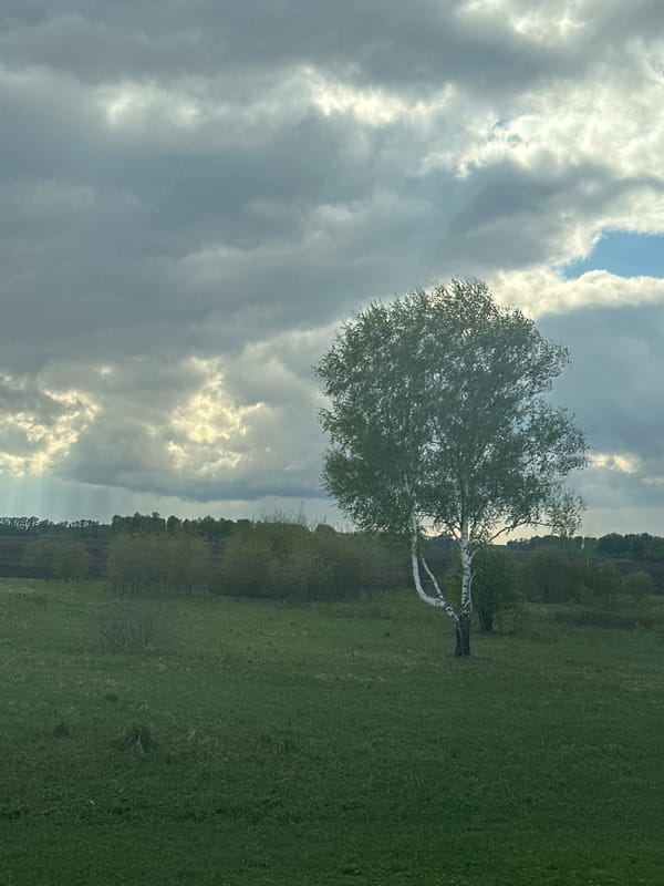Dramatic sky and birch tree documented in Russian countryside