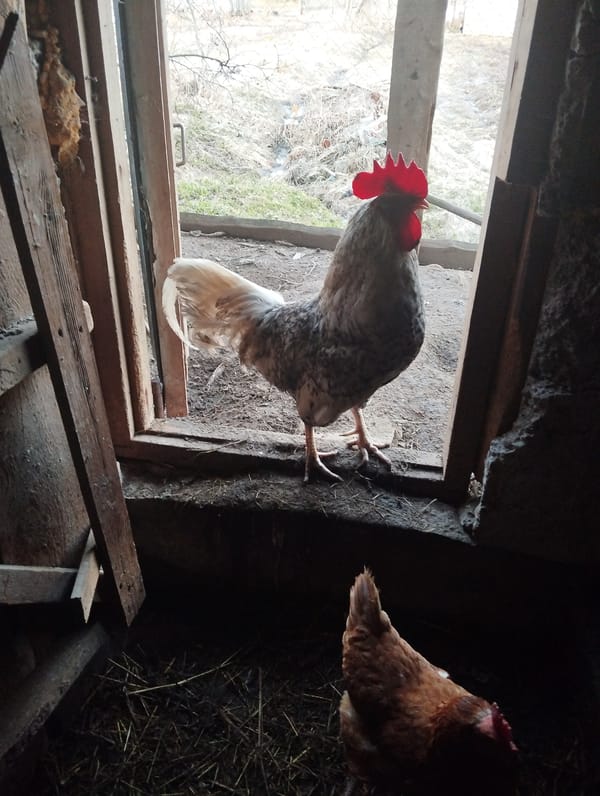 Rural domestic life documented in Krasnogorskoye: animals, kittens, baking