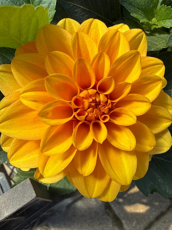 Spring flowers documented at Turkish garden center in Alanya