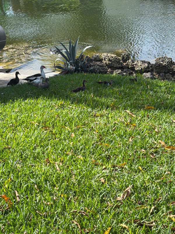 Muscovy duck and ducklings spotted at Miami waterfront patio