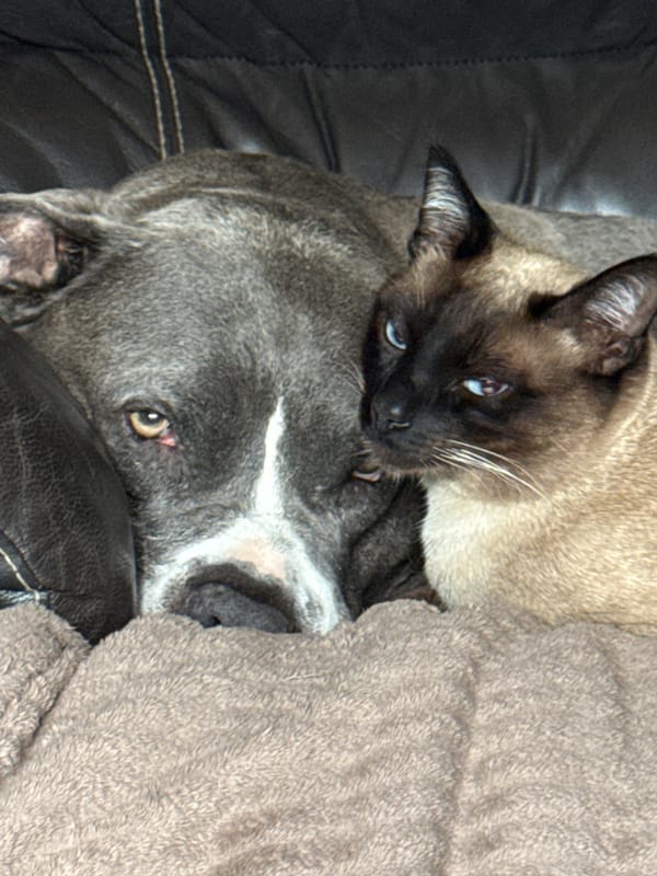 Dog and Siamese cat share cozy nap in Luxembourg