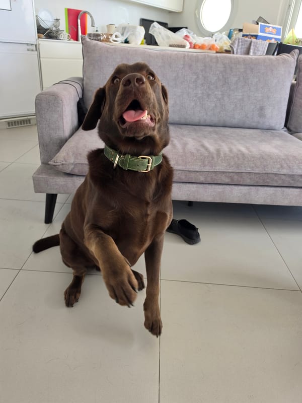 Bat Yam resident captures pets, city views Tuesday morning