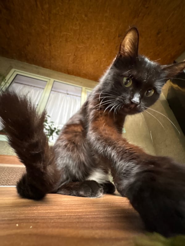 Almaty cat photos and casual Russian-language text graphics