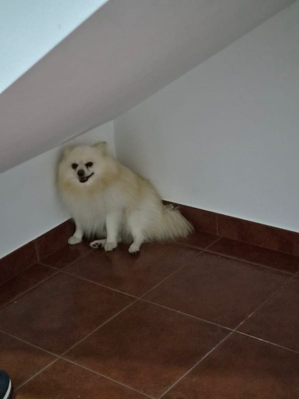 Pomeranian dogs spotted indoors across Barcelos, Portugal evening