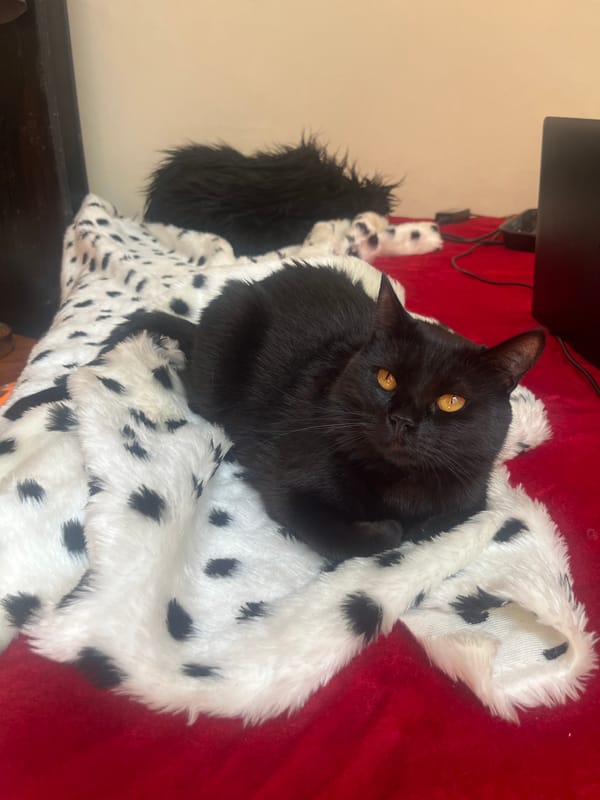Black cat rests on spotted blanket indoors Buenos Aires