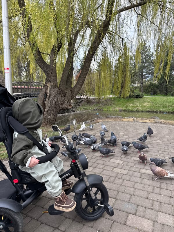 Child feeds pigeons in Donetsk park on spring morning