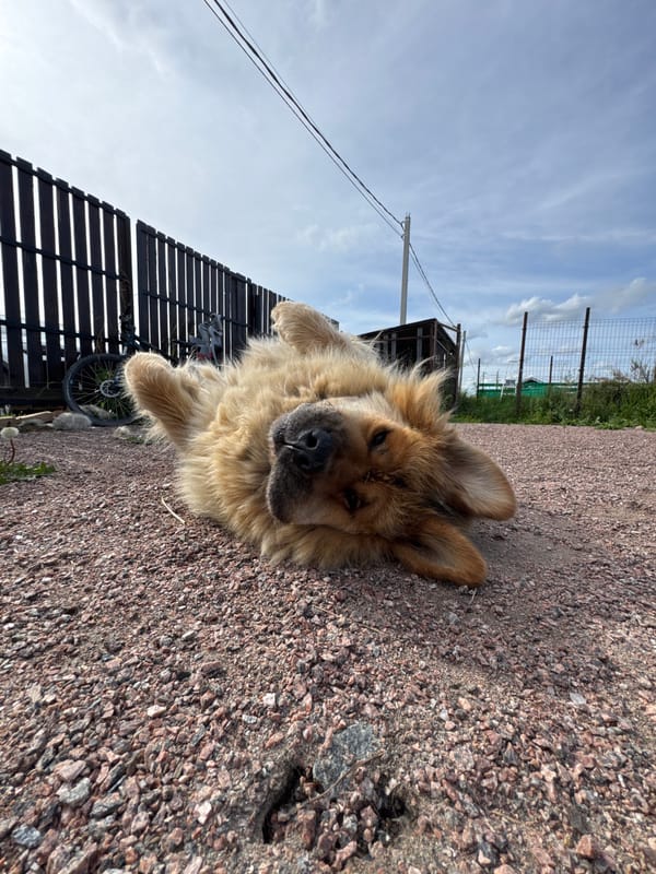 Dog enjoying a back-roll on a gravel path in Kempelevo