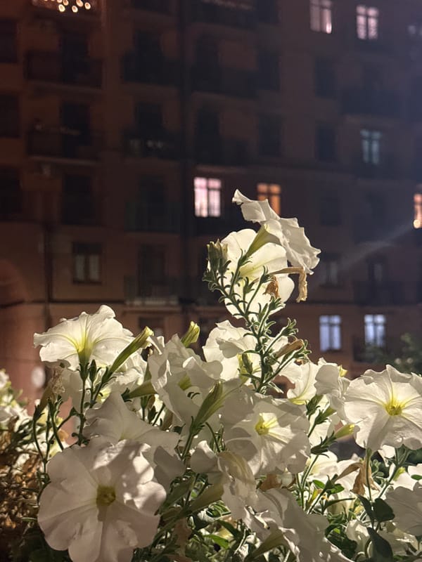 White petunias on a Khimki balcony, late summer evening