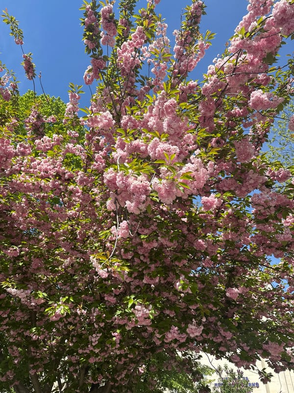 Flowering tree captures spring bloom moment in Haskovo Bulgaria
