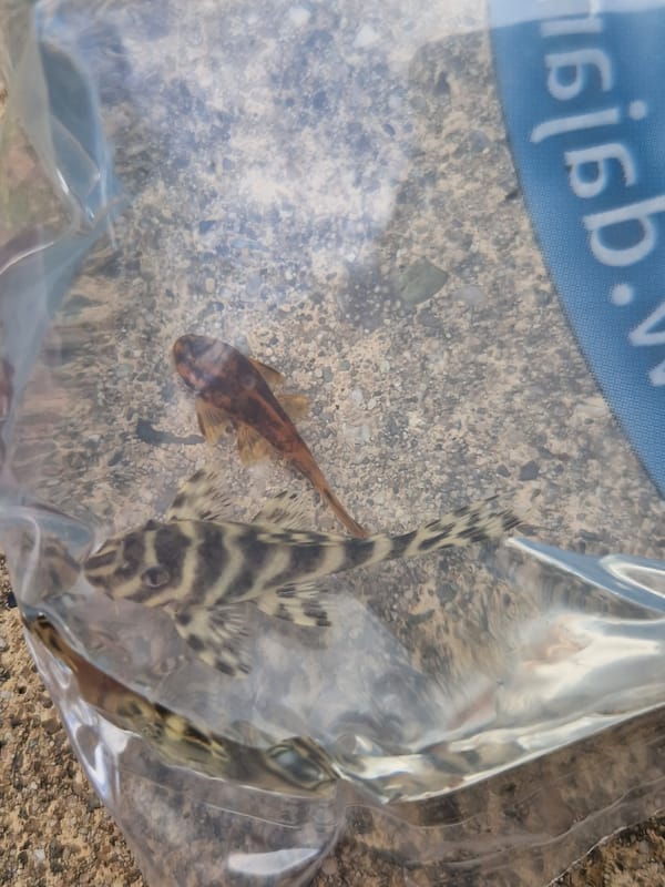 Fish being bagged at an aquarium shop in Sofia