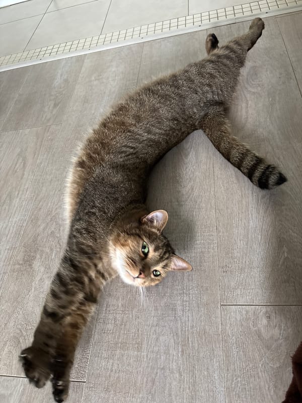 Brown tabby cat spotted resting on wooden floor in Izhevsk